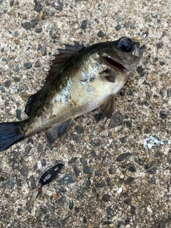 アオメバルの釣果