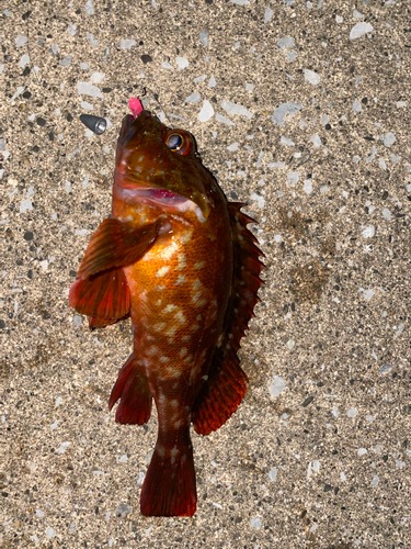 カサゴの釣果