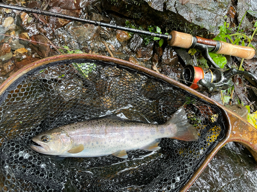 ヤマメの釣果