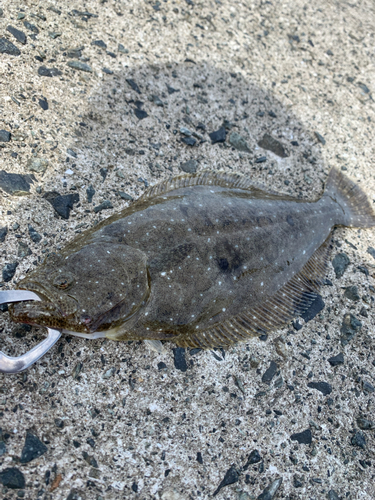 ヒラメの釣果