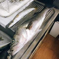 カマスの釣果