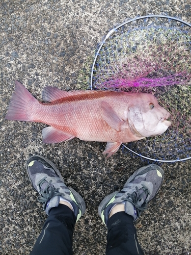 コブダイの釣果