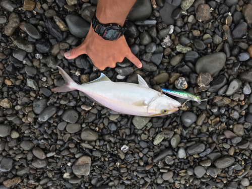 ショゴの釣果