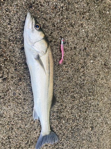 セイゴ（マルスズキ）の釣果