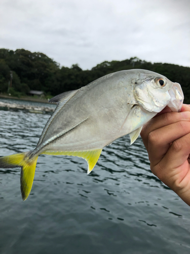 メッキの釣果