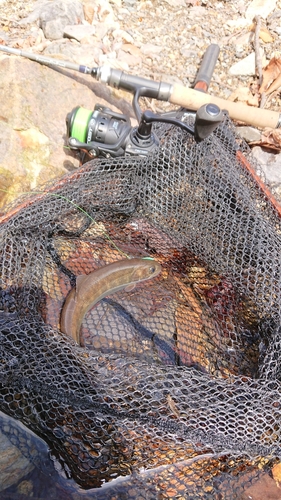 イワナの釣果