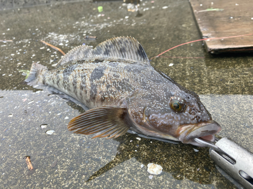 アイナメの釣果