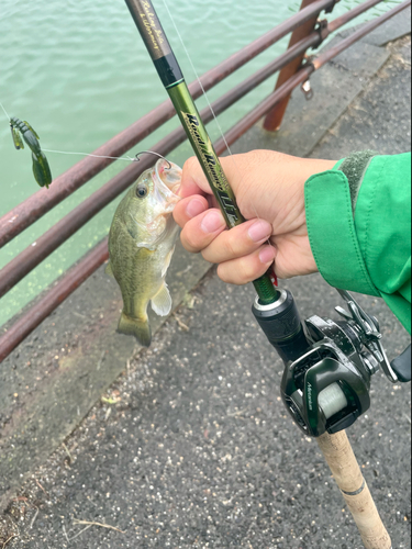 ラージマウスバスの釣果