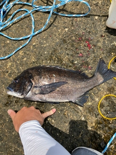 チヌの釣果