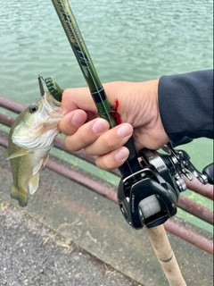 ラージマウスバスの釣果