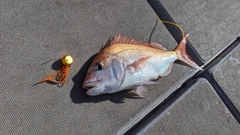 タイの釣果