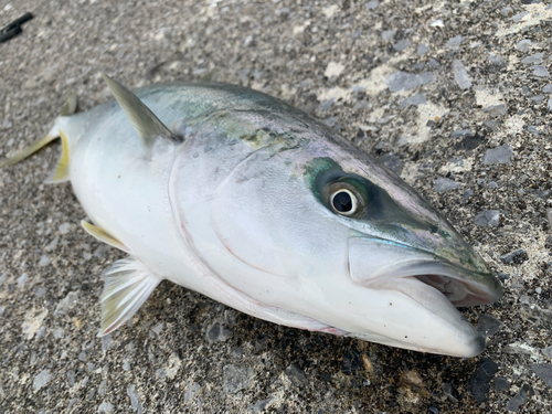 イナダの釣果