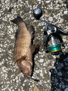 オオモンハタの釣果