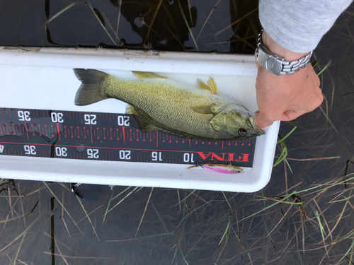 スモールマウスバスの釣果