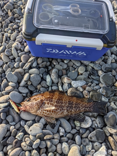 オオモンハタの釣果