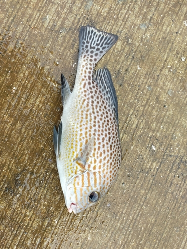 コロダイの釣果