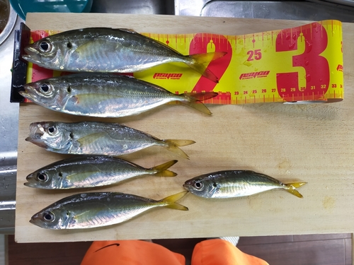 アジの釣果