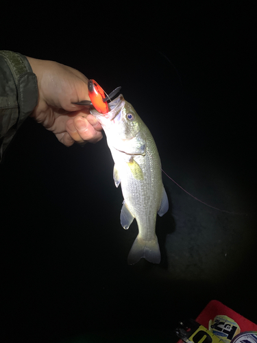 ラージマウスバスの釣果