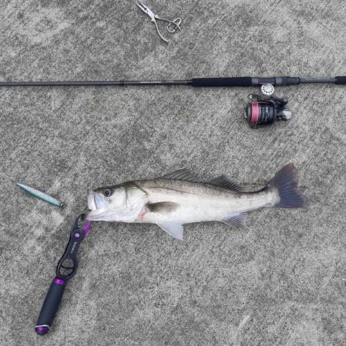 スズキの釣果