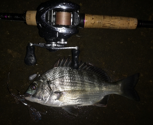 クロダイの釣果