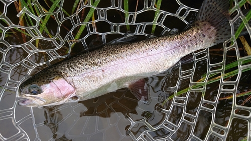 ニジマスの釣果