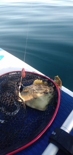 カワハギの釣果