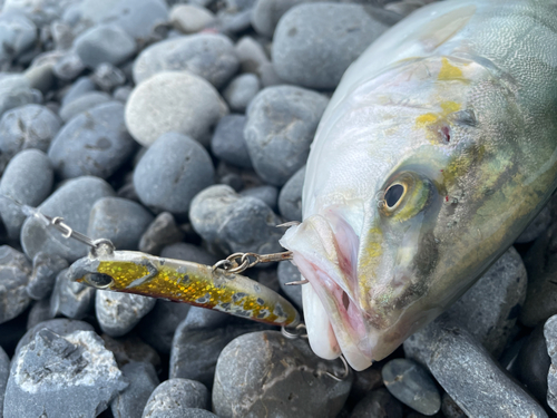 カンパチの釣果