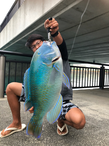 シロクラベラの釣果