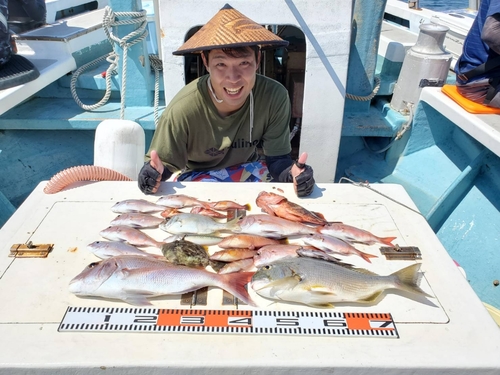 マダイの釣果