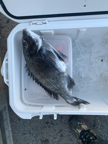 チヌの釣果