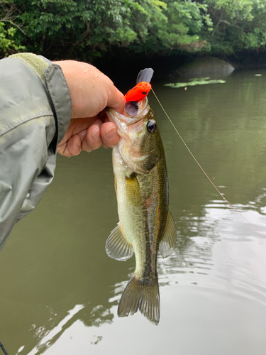 ラージマウスバスの釣果