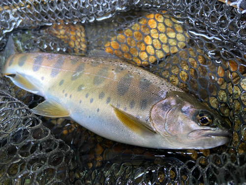 ヤマメの釣果