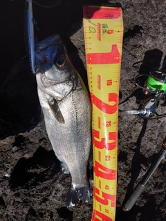 ヒラスズキの釣果