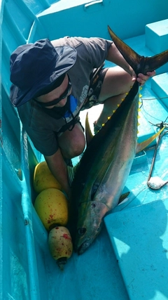 キハダマグロの釣果