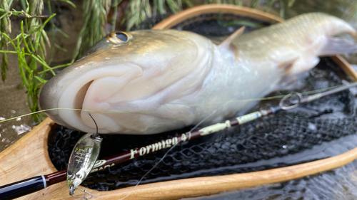 ニゴイの釣果