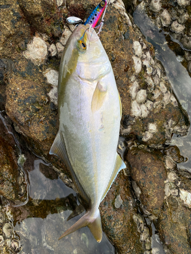 ネリゴの釣果