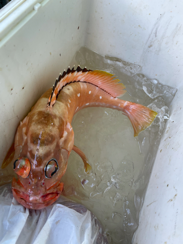 アカハタの釣果