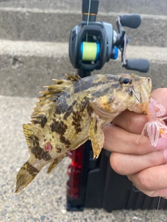 タケノコメバルの釣果