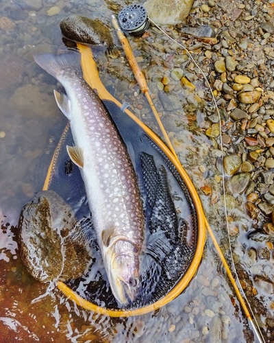 アメマスの釣果