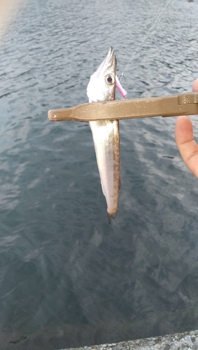 カマスの釣果