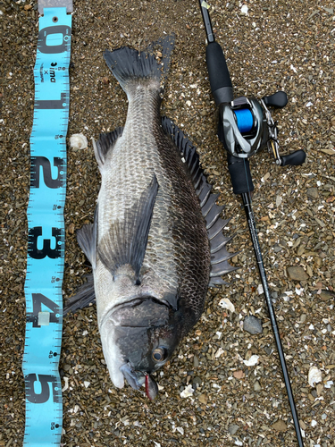 チヌの釣果