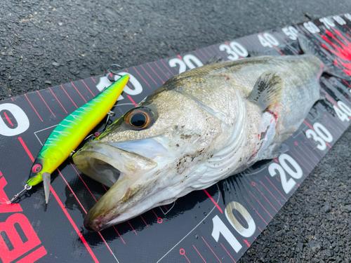 シーバスの釣果