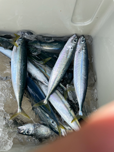 ムロアジの釣果