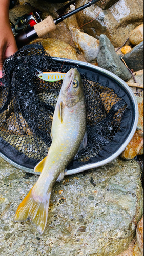 ニッコウイワナの釣果