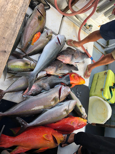 カンパチの釣果