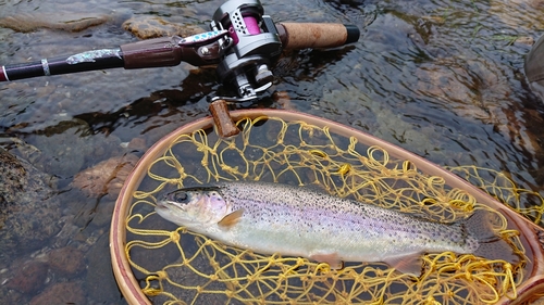 ニジマスの釣果