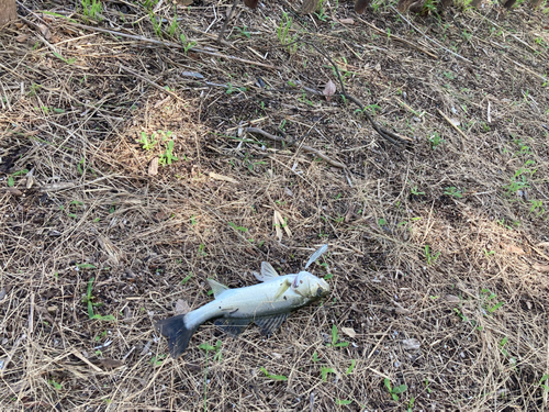 セイゴ（マルスズキ）の釣果