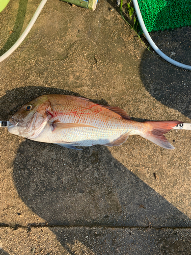 タイの釣果