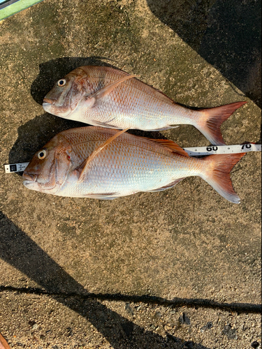 タイの釣果