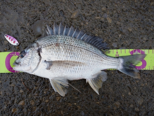 キビレの釣果